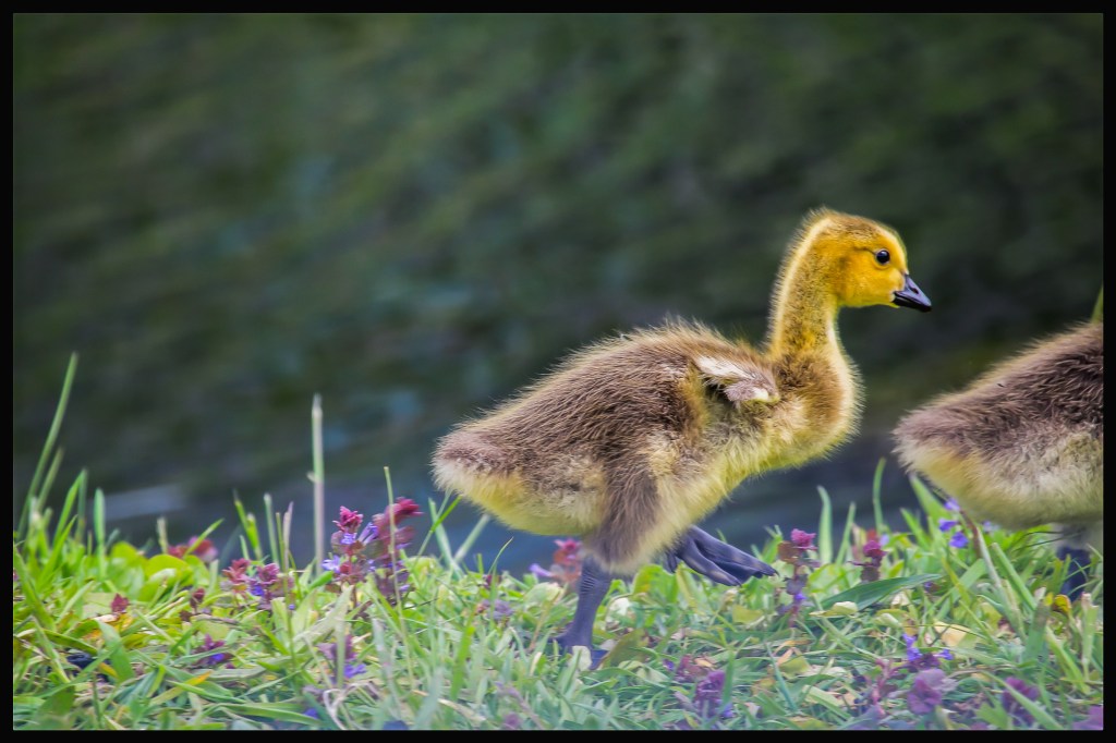 Das Bild zeigt eine kleine Gans, die ganz unbeschwert am Ufer entlang tappst