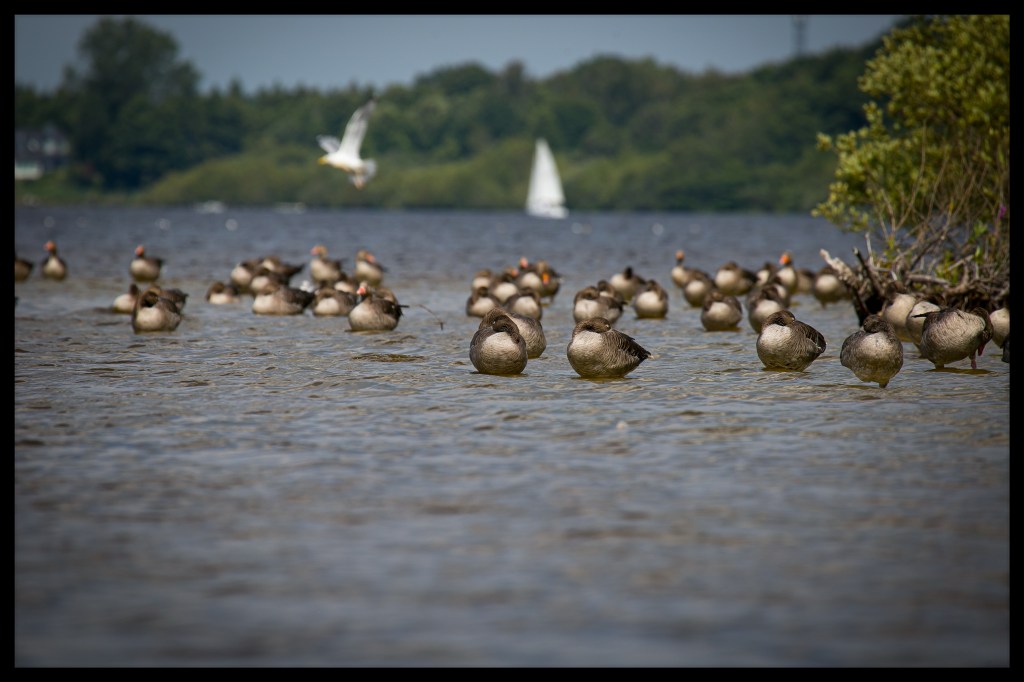 Gänse machen eine Pause am Einfelder See in Neumünster