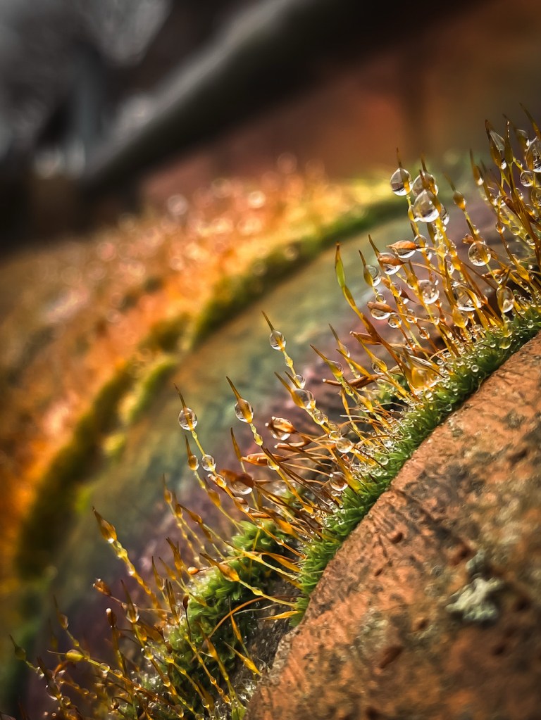 Mauer, Drehzahnmoos mit kleinen Wassertröpfchen